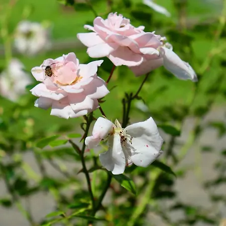 Сasa de vacaciones Hlučov Lesní