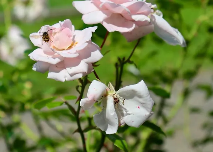 بيت للعطل Hlucov Lesni