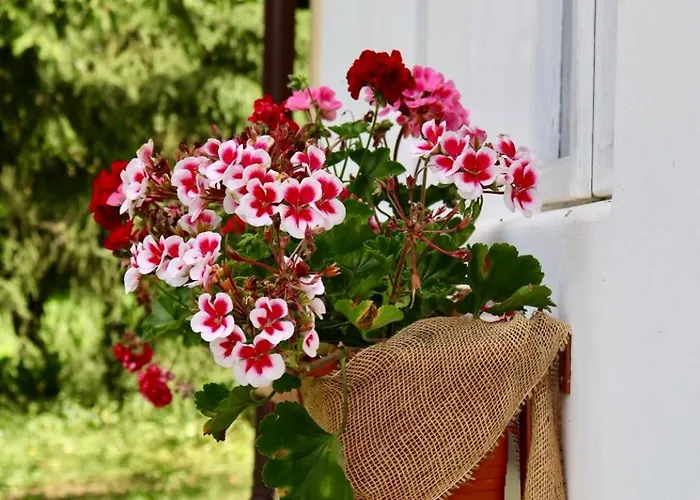 Nyaraló Hlucov Lesni *