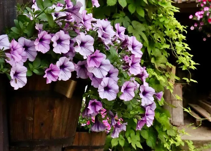 Hlucov Lesni Kokořín